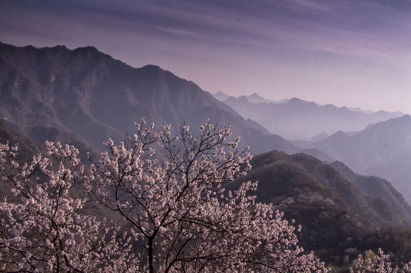 Cherry Blossom Tree — Purple, Serene, Spring, Photograph, Mountains