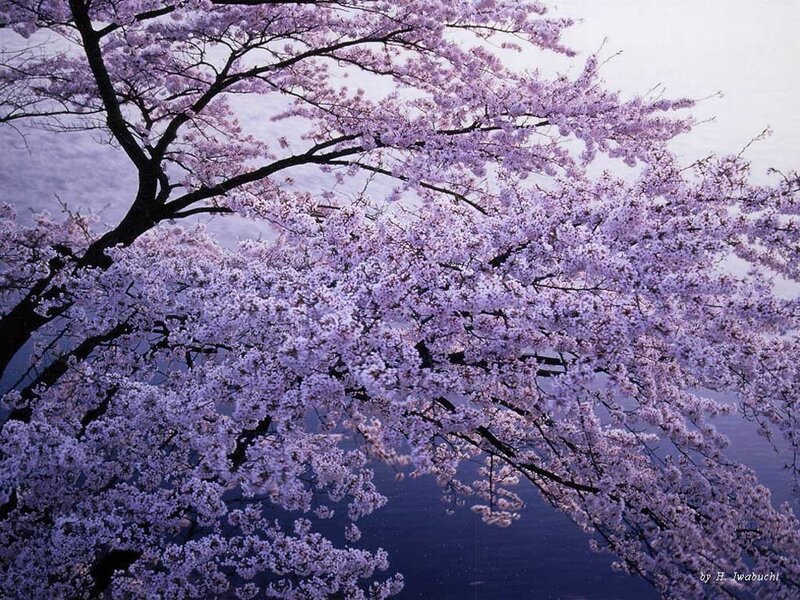 Cherry Blossom Tree — Purple, Serene, Spring, Photograph