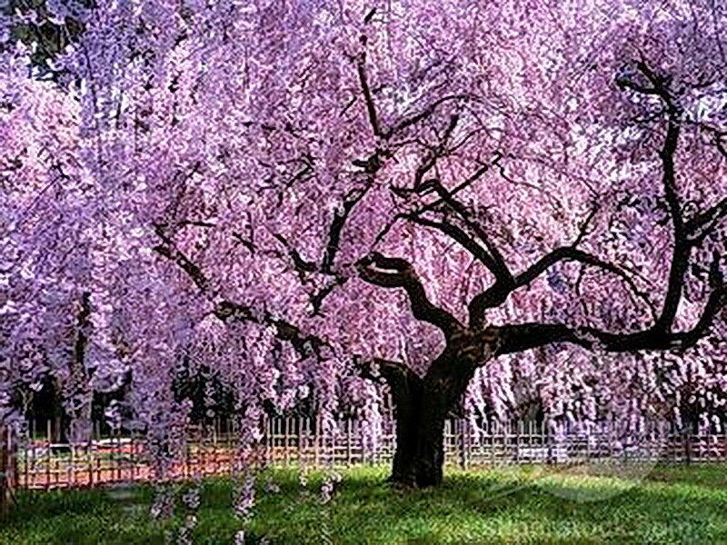 Cherry Blossom Tree — Purple, Serene, Spring