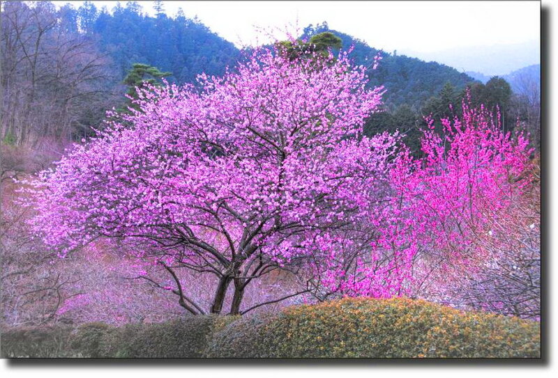 Cherry Blossom Tree — Purple, Serene