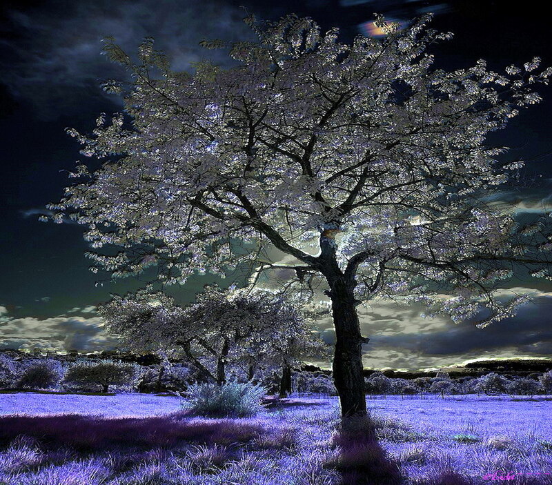 Cherry Blossom Tree — Purple