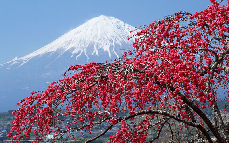 Cherry Blossom Tree — Red, Serene, Spring, Photograph