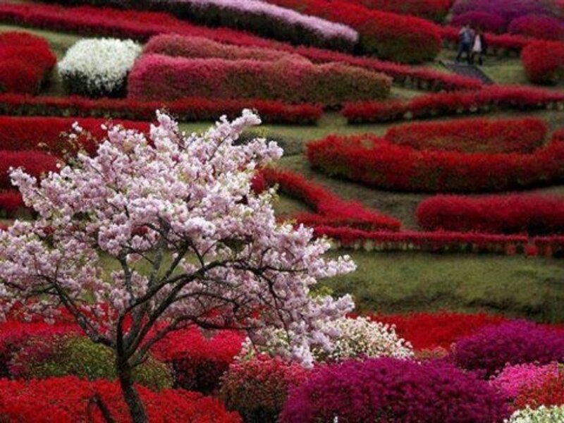 Cherry Blossom Tree — Red, Serene, Spring