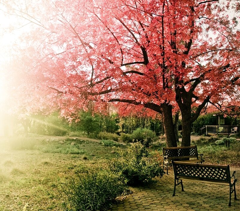 Cherry Blossom Tree — Red