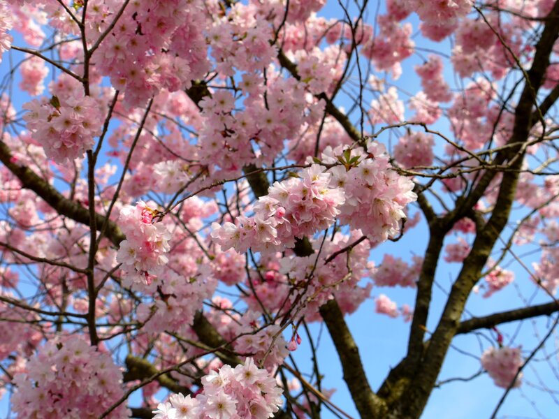 Cherry Blossom Tree — Serene, Photograph