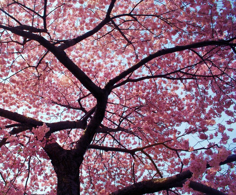 Cherry Blossom Tree — Serene, Spring