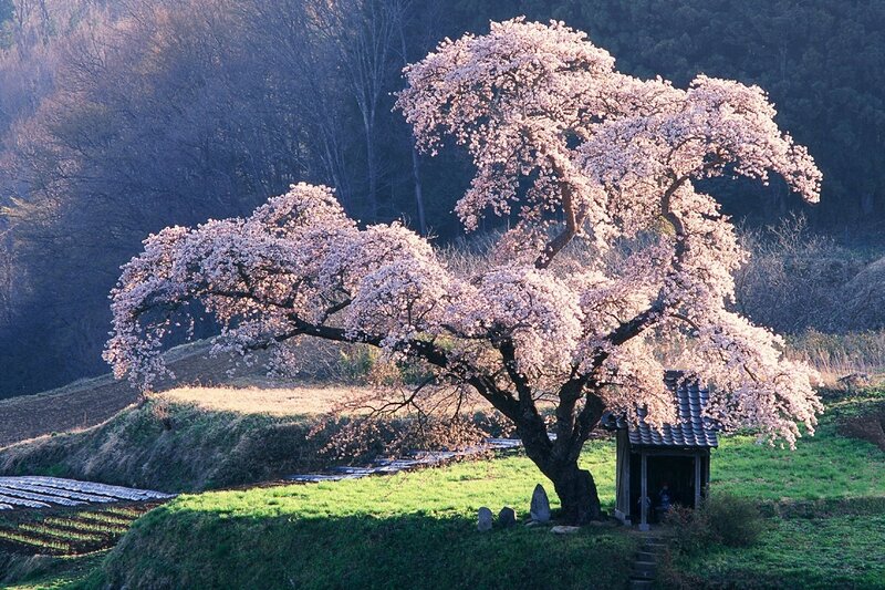 Cherry Blossom Tree