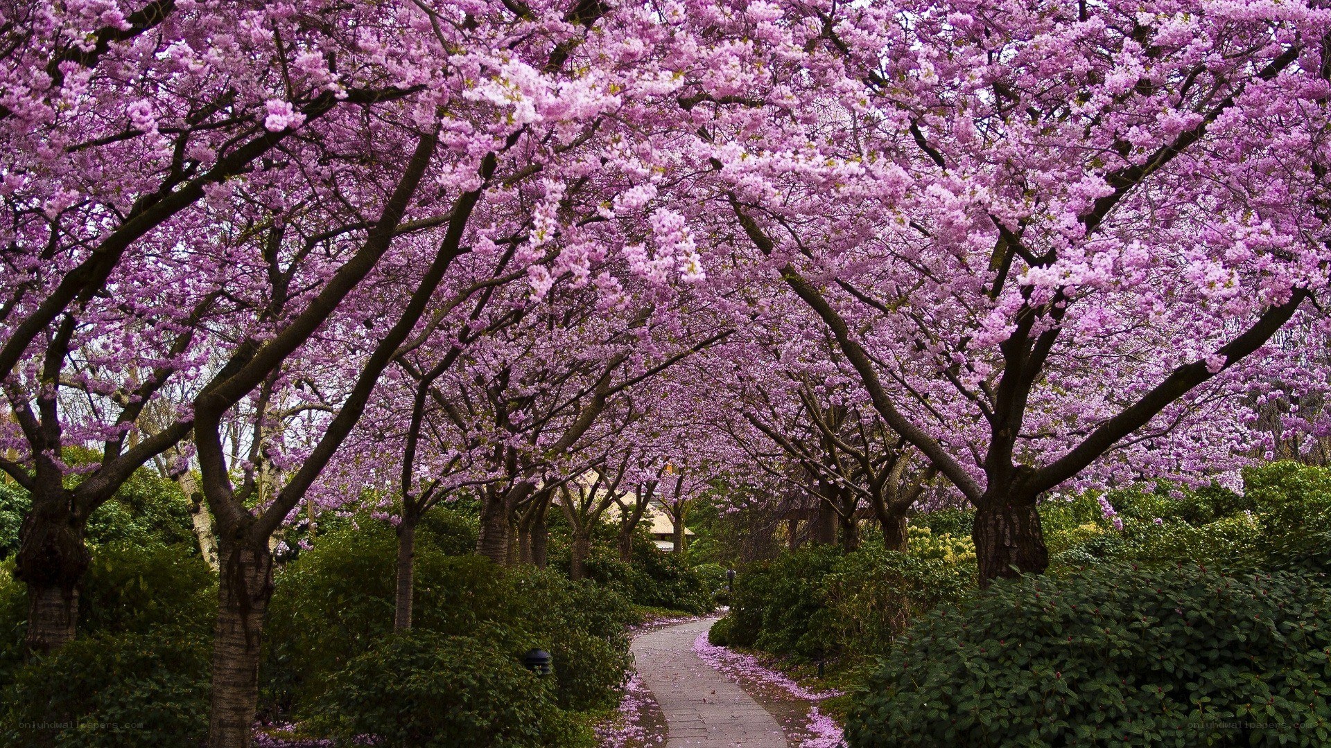 Cherry blossom tree tunnel