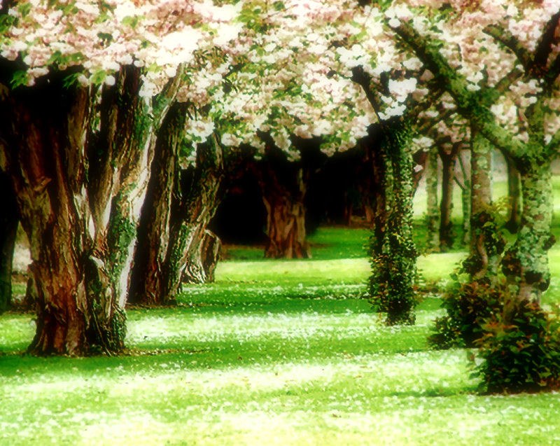 Cherry blossom tree tunnel