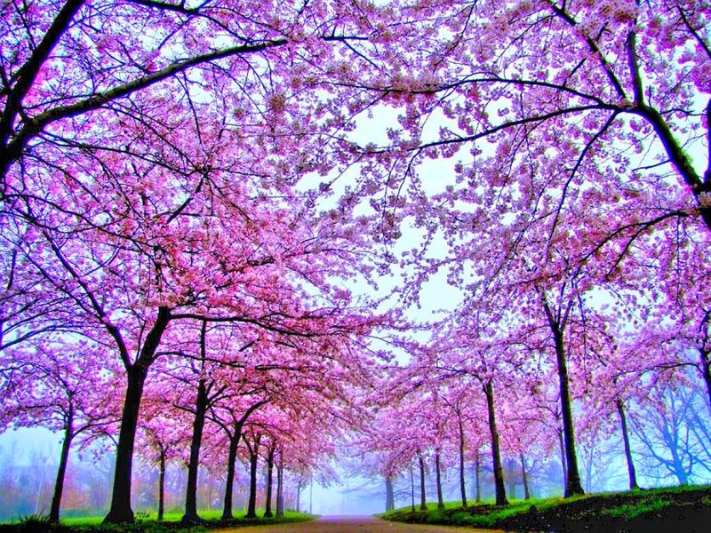 Cherry blossom tree tunnel