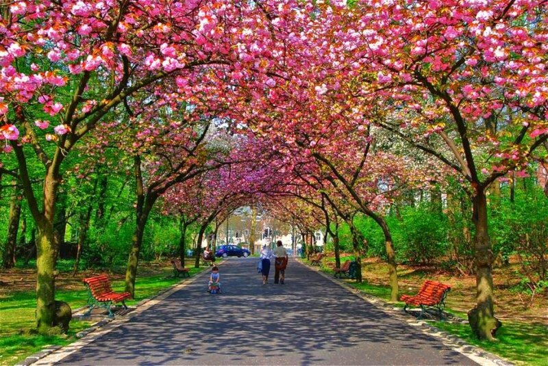 Cherry blossom tree tunnel