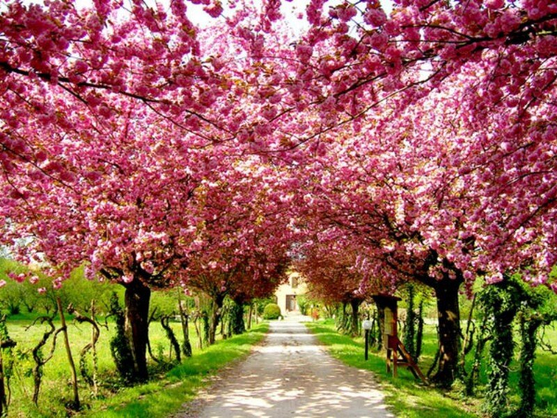 cherry blossom tree tunnel