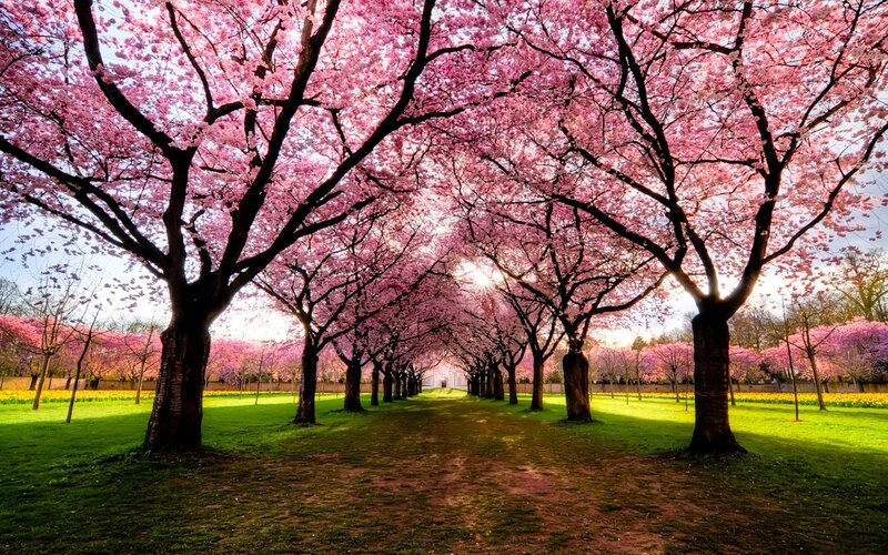 Cherry blossom tree tunnel
