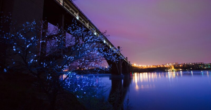 Cherry Blossom Tree under Bridge