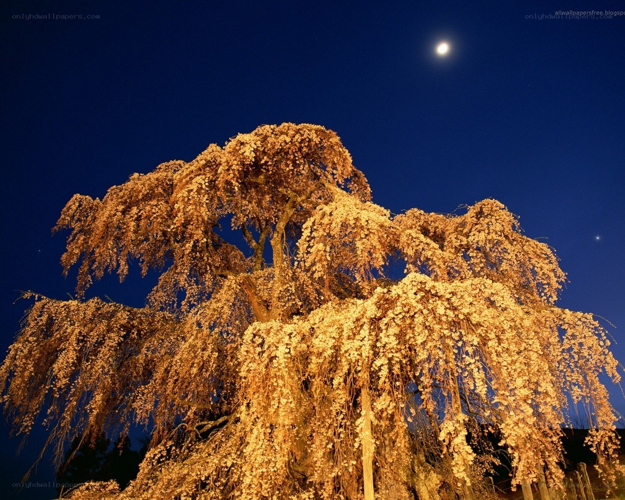 Cherry blossom tree under moonlight
