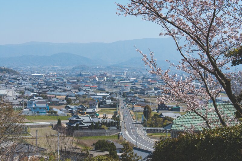 Cherry Blossom Tree View