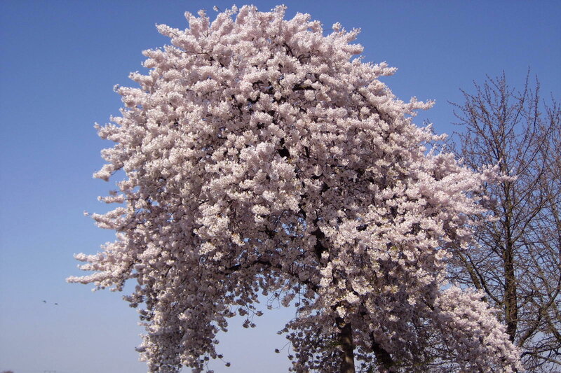 Cherry Blossom Tree — White, Serene, Spring, Photograph, Blue Sky
