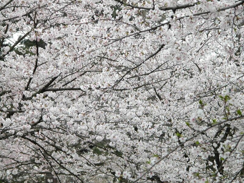 Cherry Blossom Tree — White, Serene, Spring, Photograph, Branches, Flowers, Leaves