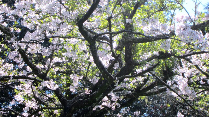 Cherry Blossom Tree — White, Serene, Spring, Photograph, Branches, Flowers, Sky