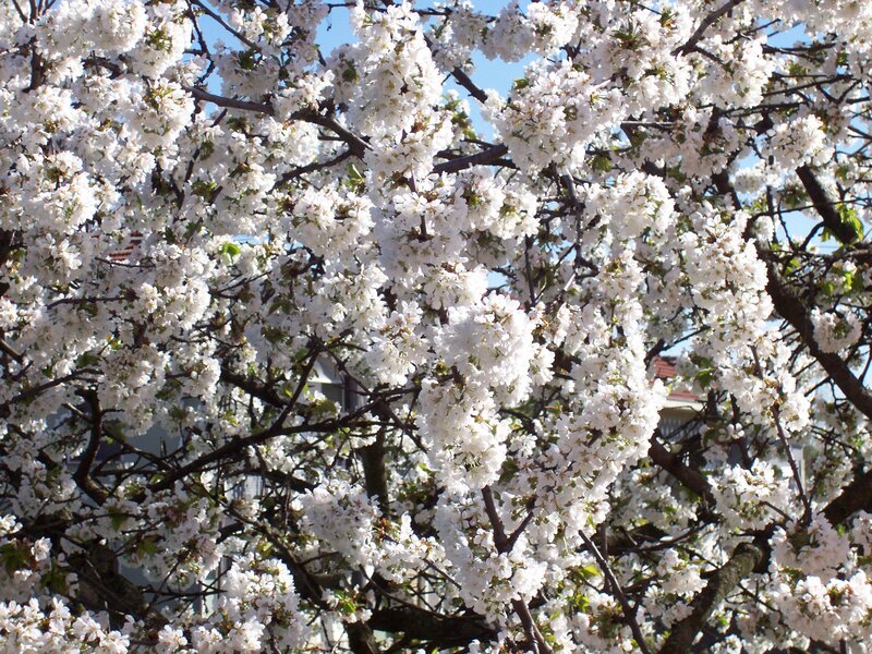Cherry Blossom Tree — White, Serene, Spring, Photograph, Branches, Flowers