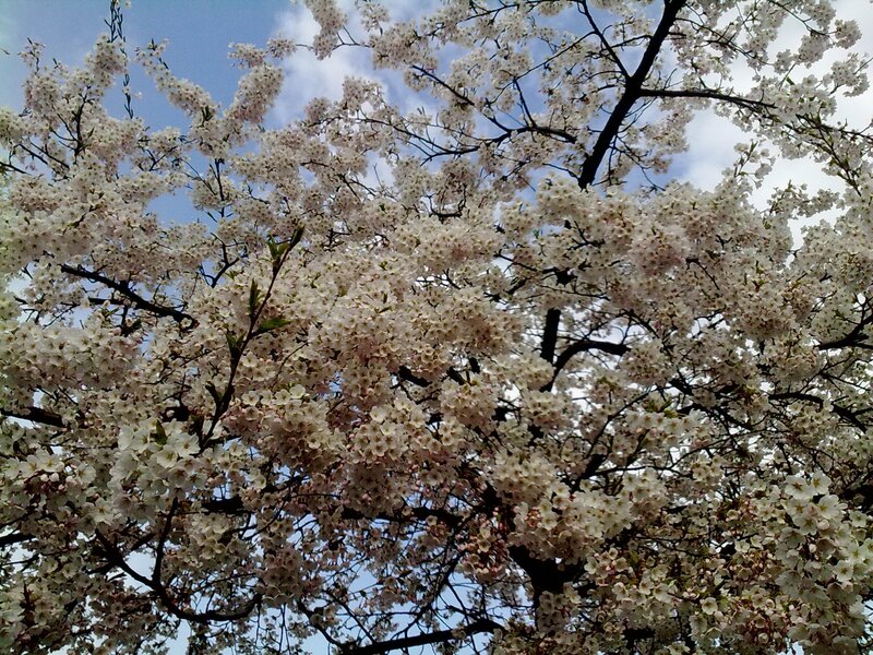 Cherry Blossom Tree — White, Serene, Spring, Photograph, Branches, Sky, Clouds