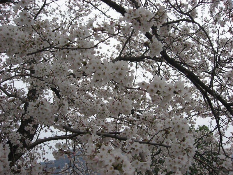 Cherry Blossom Tree — White, Serene, Spring, Photograph, Branches, Sky