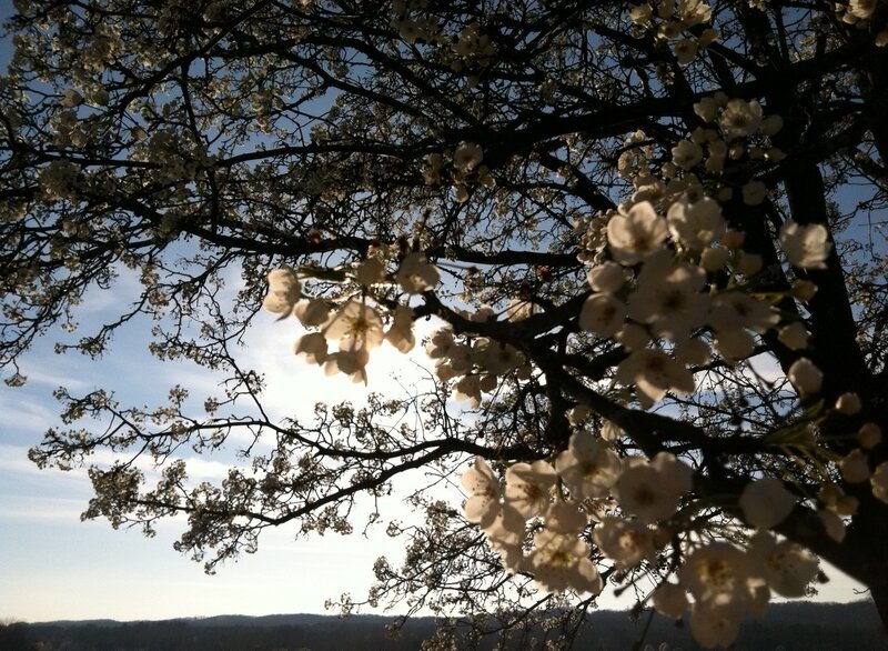 Cherry Blossom Tree — White, Serene, Spring, Photograph, Branches