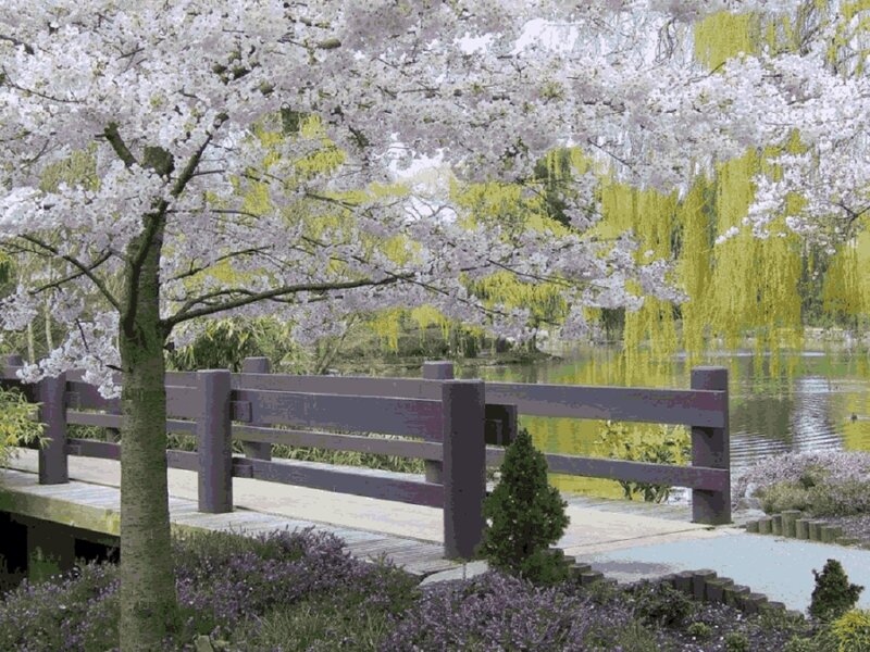 Cherry Blossom Tree — White, Serene, Spring, Photograph, Bridge