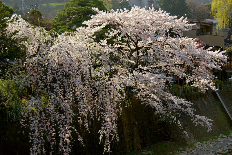 Cherry Blossom Tree — White, Serene, Spring, Photograph, Building, Stone Path