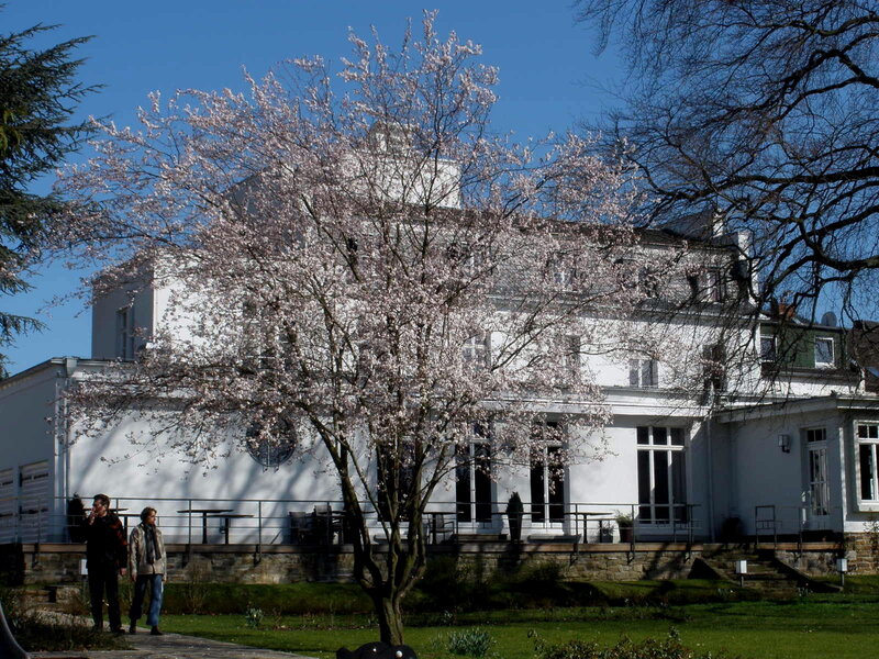 Cherry Blossom Tree — White, Serene, Spring, Photograph, Building