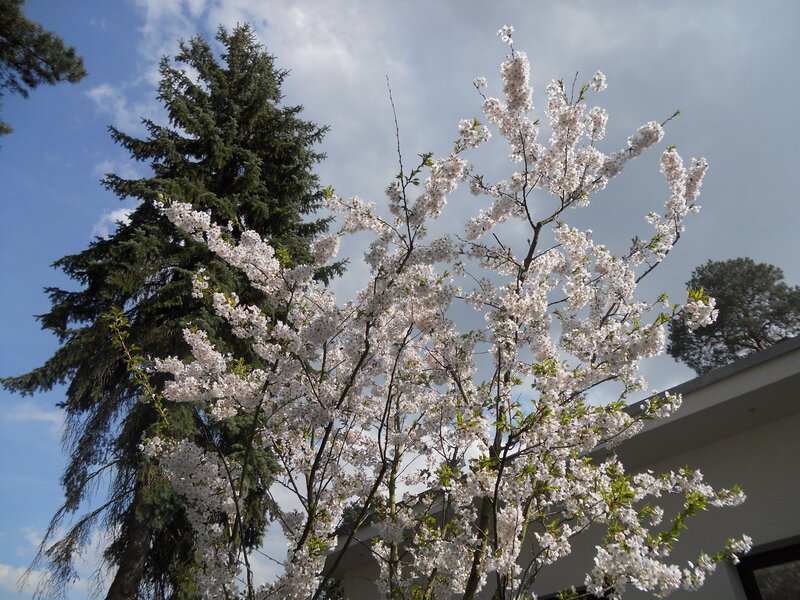 Cherry Blossom Tree — White, Serene, Spring, Photograph, Evergreen Tree