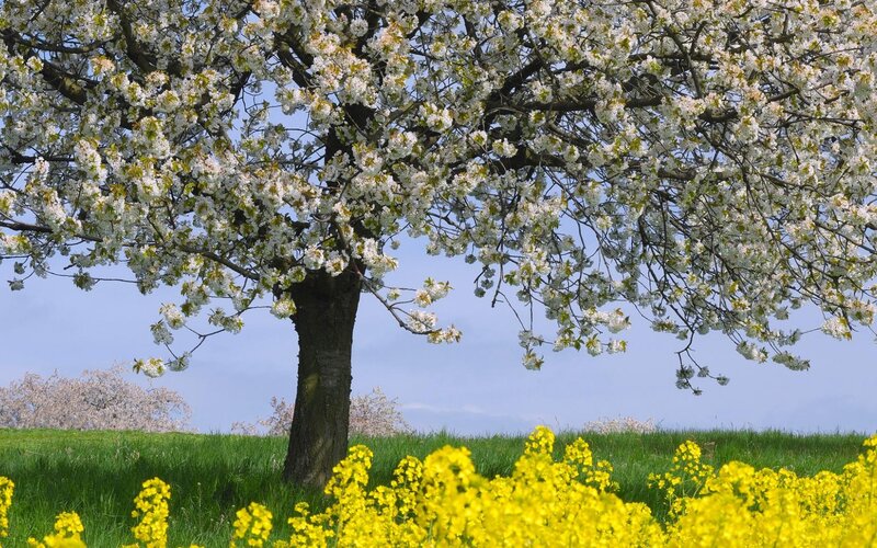 Cherry Blossom Tree — White, Serene, Spring, Photograph, Field
