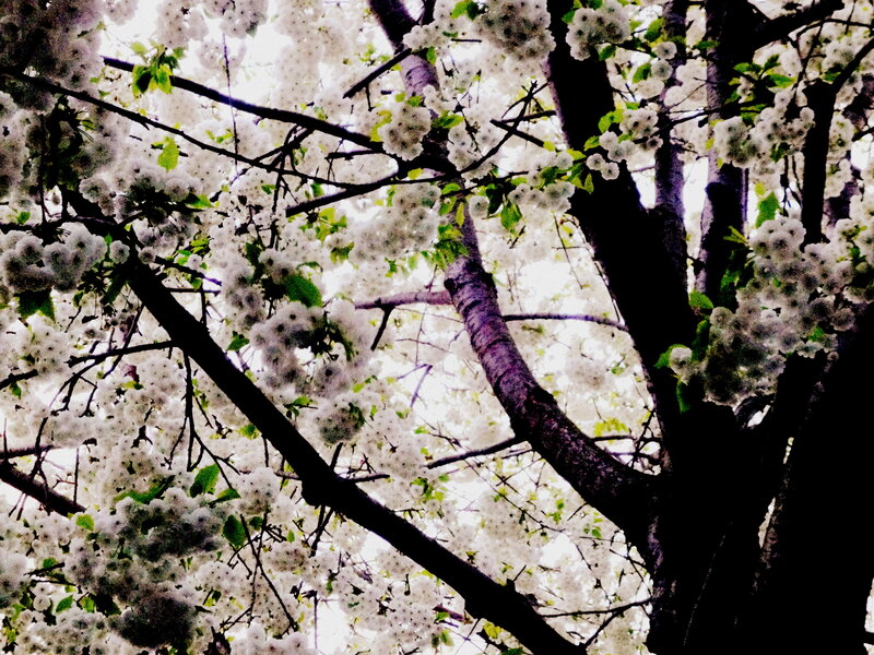 Cherry Blossom Tree — White, Serene, Spring, Photograph, Flowers, Branches, Leaves