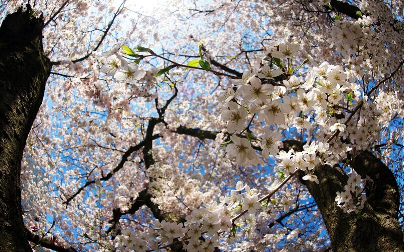 Cherry Blossom Tree — White, Serene, Spring, Photograph, Flowers, Branches, Sky