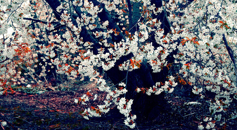 Cherry Blossom Tree — White, Serene, Spring, Photograph, Flowers, Branches
