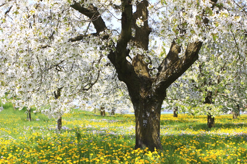 Cherry Blossom Tree — White, Serene, Spring, Photograph, Flowers, Grass