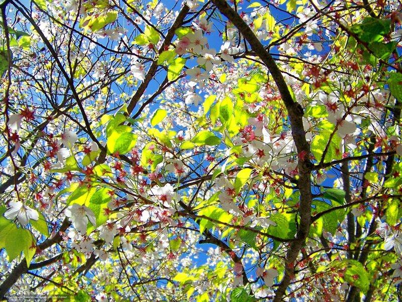 Cherry Blossom Tree — White, Serene, Spring, Photograph, Flowers, Leaves