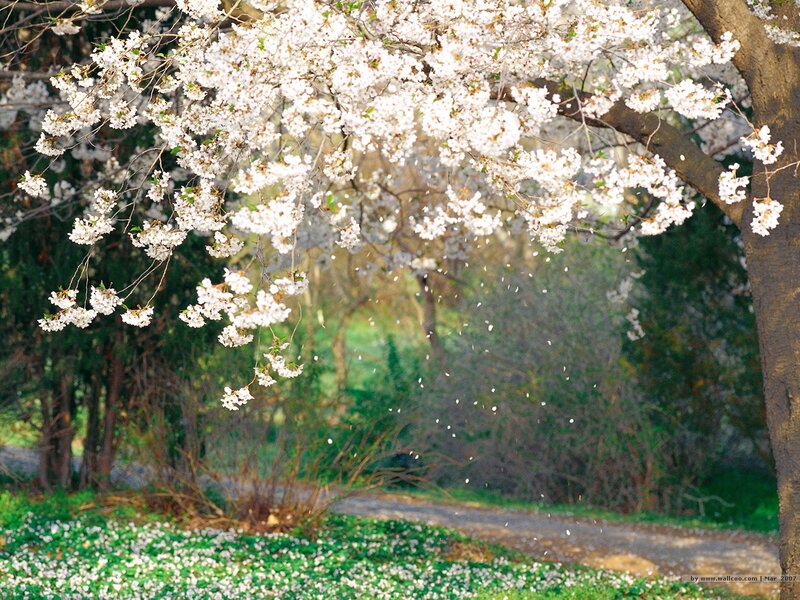 Cherry Blossom Tree — White, Serene, Spring, Photograph, Flowers, Path, Grass