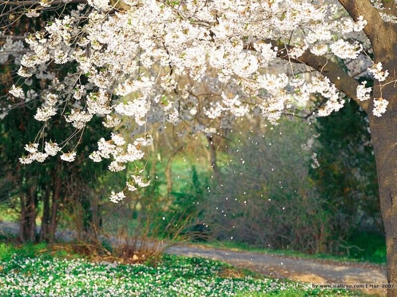 Cherry Blossom Tree — White, Serene, Spring, Photograph, Flowers, Path
