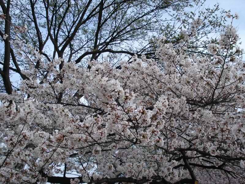 Cherry Blossom Tree — White, Serene, Spring, Photograph, Flowers, Sky