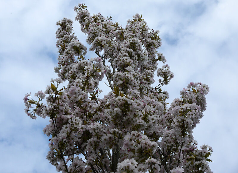 Cherry Blossom Tree — White, Serene, Spring, Photograph, Flowers