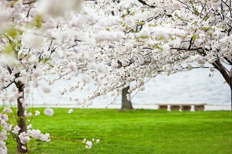 Cherry Blossom Tree — White, Serene, Spring, Photograph, Grass, Bench