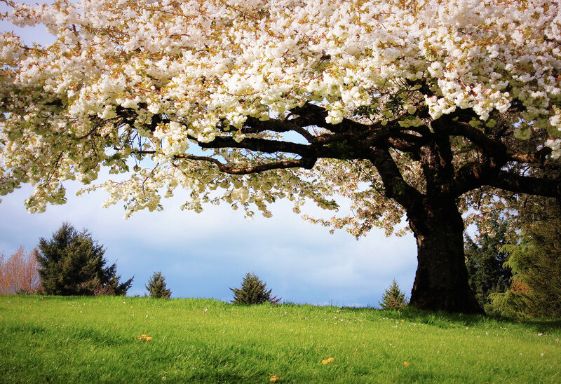 Cherry Blossom Tree — White, Serene, Spring, Photograph, Grass, Sky, Evergreen Trees