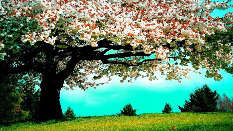 Cherry Blossom Tree — White, Serene, Spring, Photograph, Grass, Sky