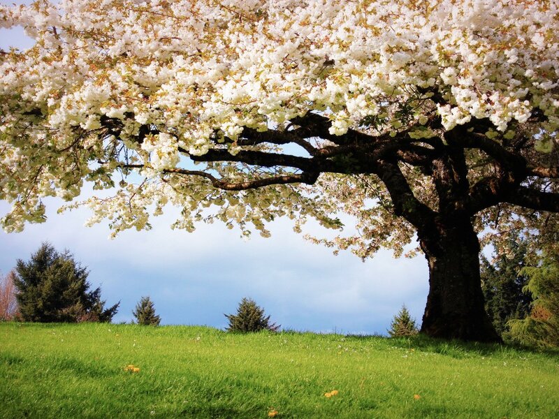 Cherry Blossom Tree — White, Serene, Spring, Photograph, Grass