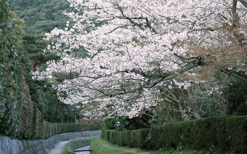 Cherry Blossom Tree — White, Serene, Spring, Photograph, Hedge