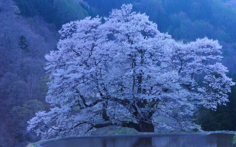 Cherry Blossom Tree — White, Serene, Spring, Photograph, Mountain