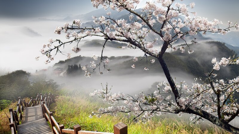Cherry Blossom Tree — White, Serene, Spring, Photograph, Mountains