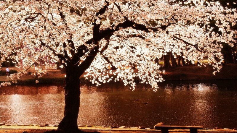 Cherry Blossom Tree — White, Serene, Spring, Photograph, River, Bench