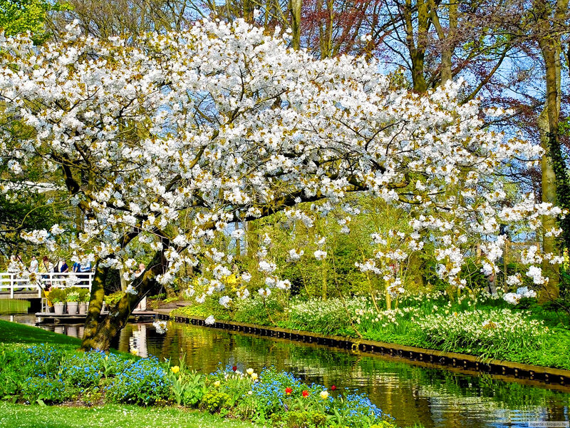 Cherry Blossom Tree — White, Serene, Spring, Photograph, River, Flowers
